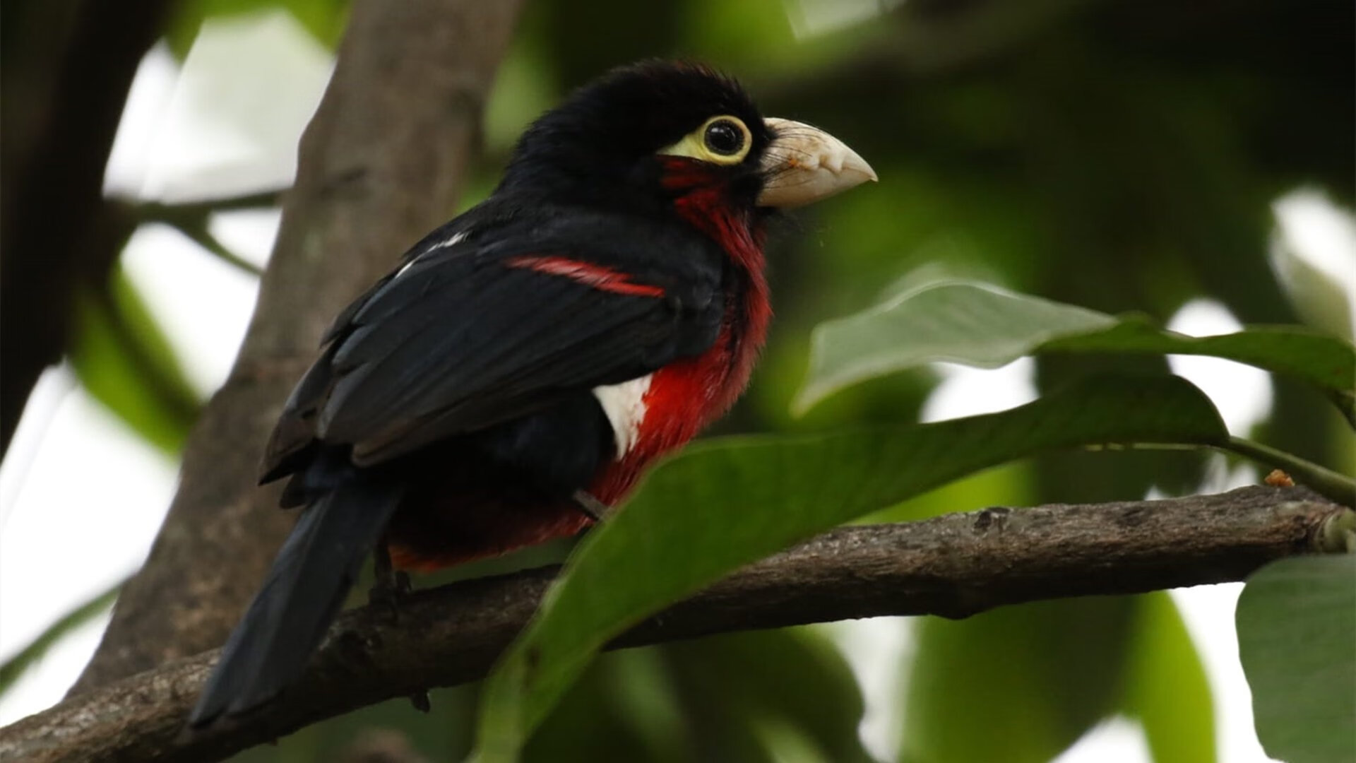 AYX体育-“英超精彩不断,逆转瞬间点燃现场气氛”,英超大逆转