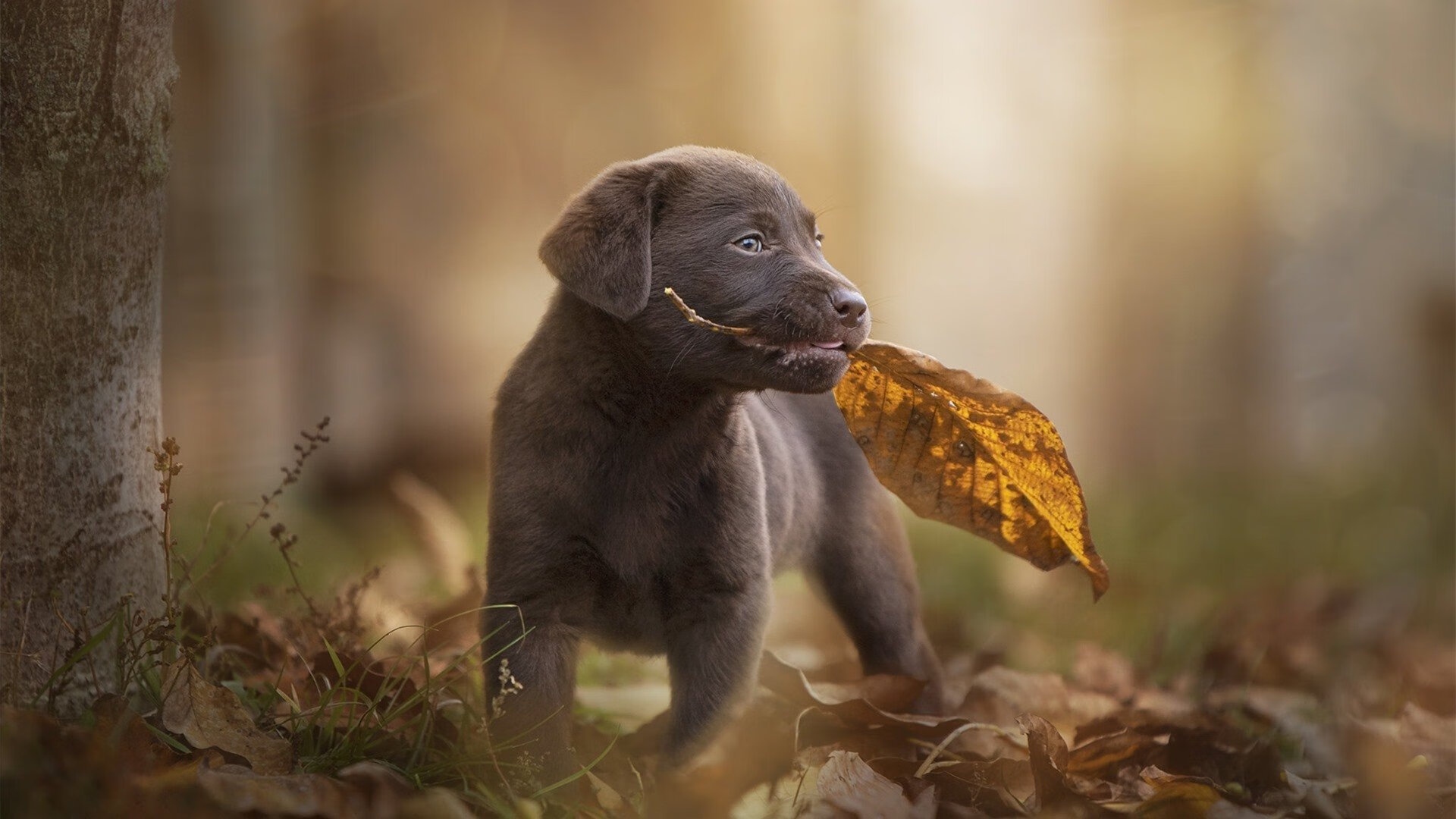 爱游戏官方网站-新星对决：未来之星的精彩表现，未来之星后一句