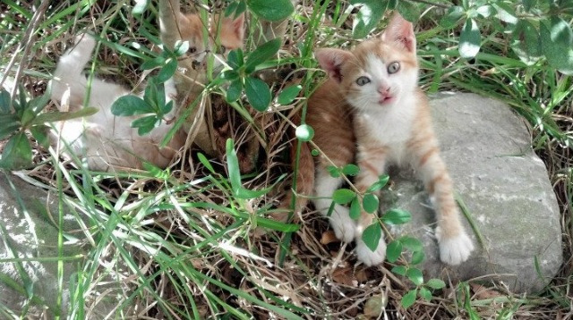 爱游戏体育（AYX）官方APP下载-英超著名球队启动新海报“文化运动”，吸引年轻粉丝，英超宣传片主题曲