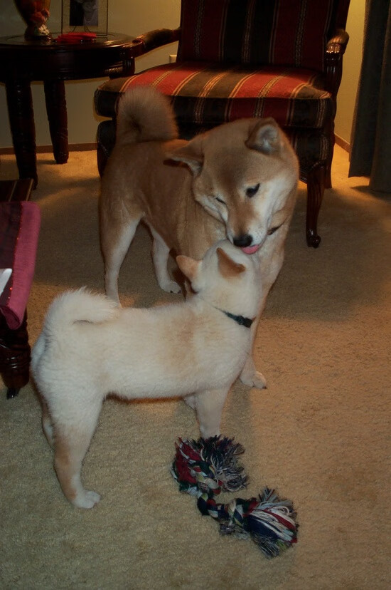 爱游戏官方-电子竞技模拟比赛，虚拟世界的真实激斗，电子竞技模拟比赛,虚拟世界的真实激斗游戏