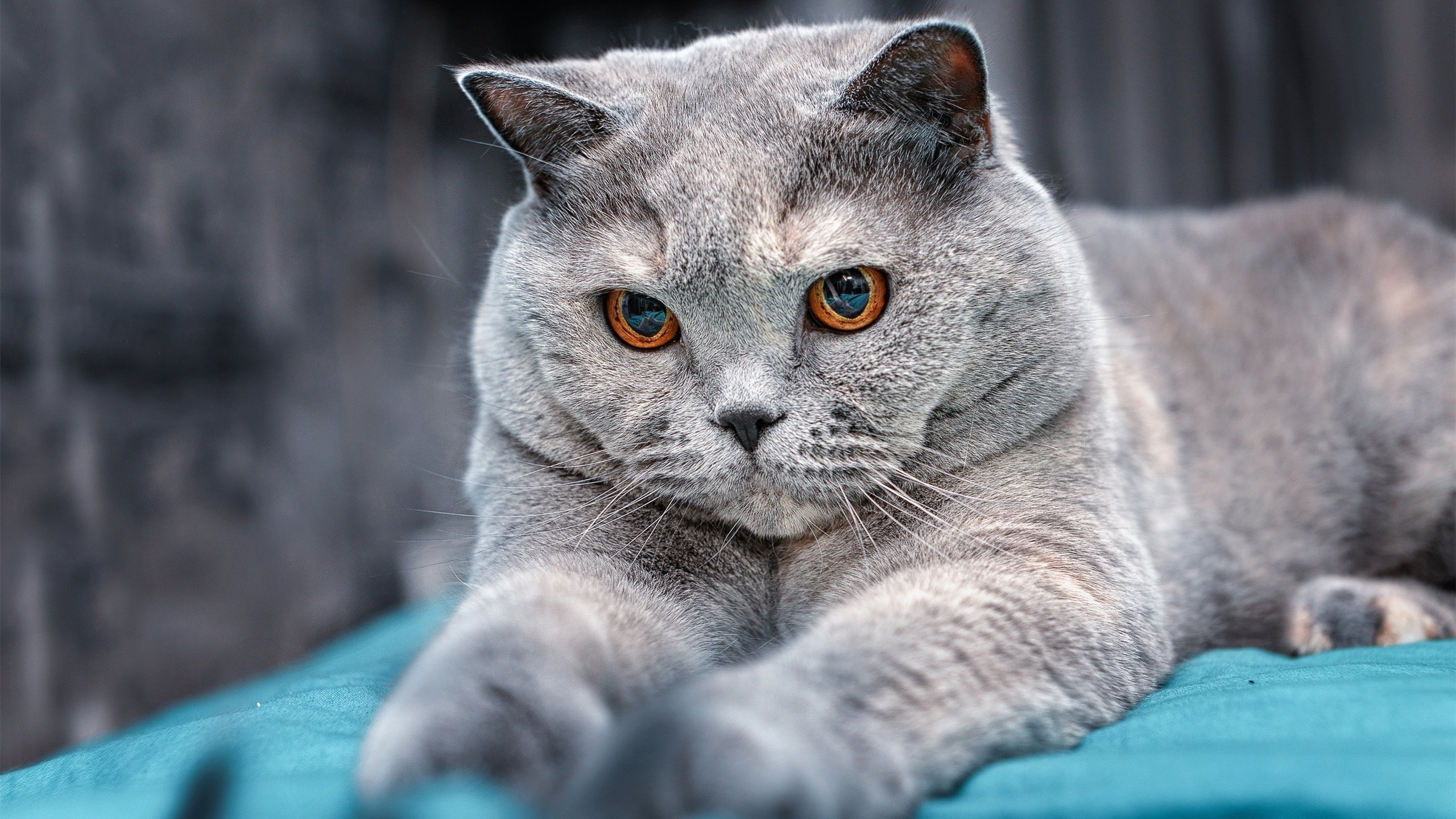 AYX SPORTS-科技创新助推足球现场观赛体验新升级,观看现场足球比赛