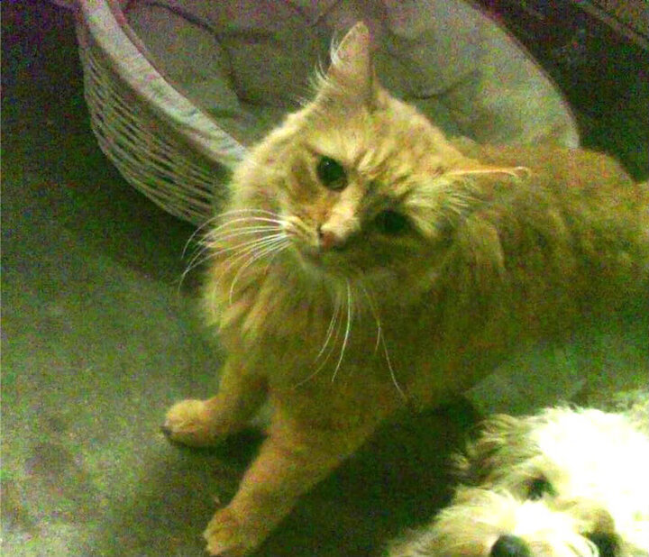 爱游戏 电竞-KPL赛事合作伙伴公布，kpl官方合作伙伴