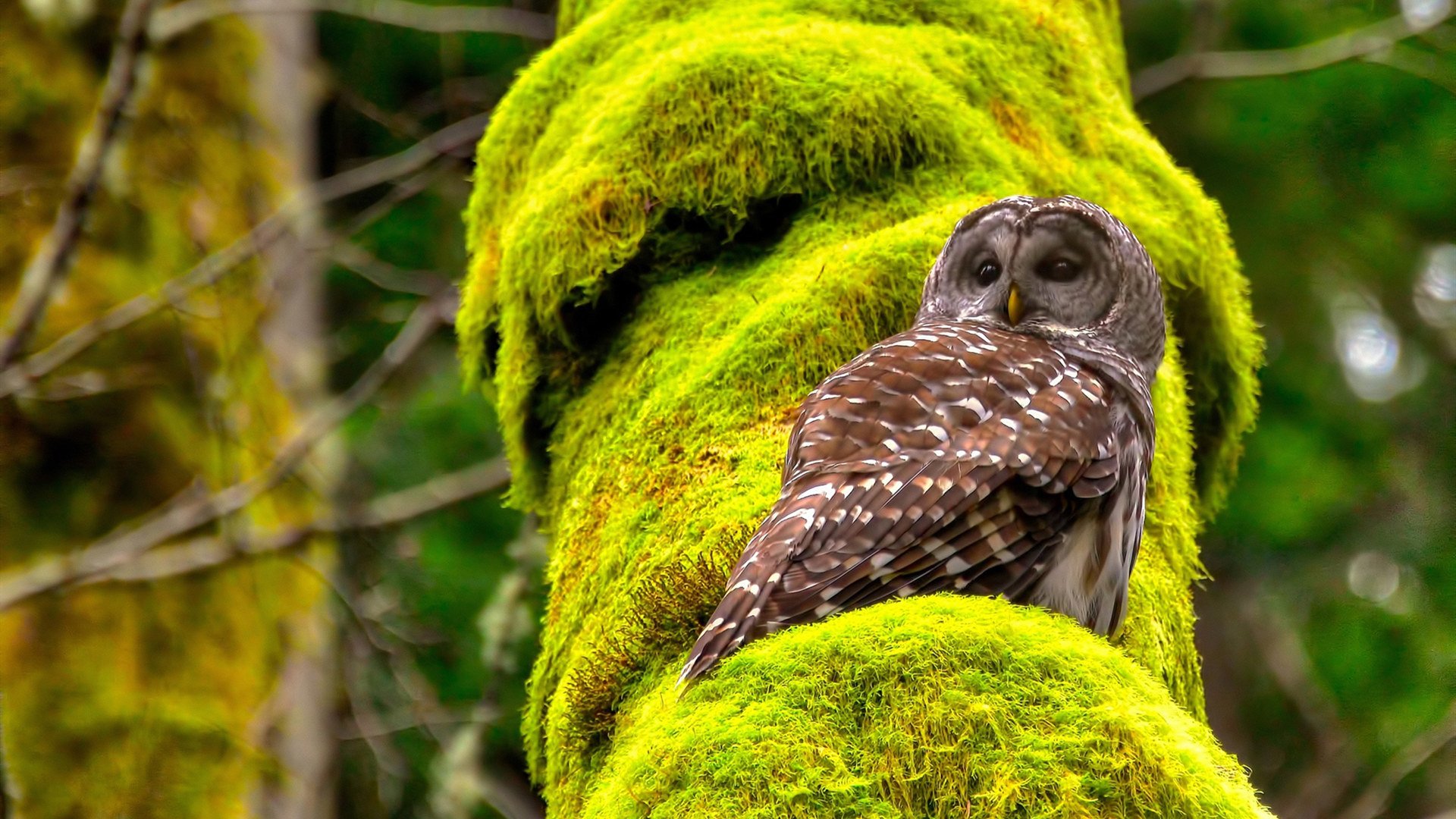 爱游戏 电竞-RNG明星选手动态追踪，rng大动作