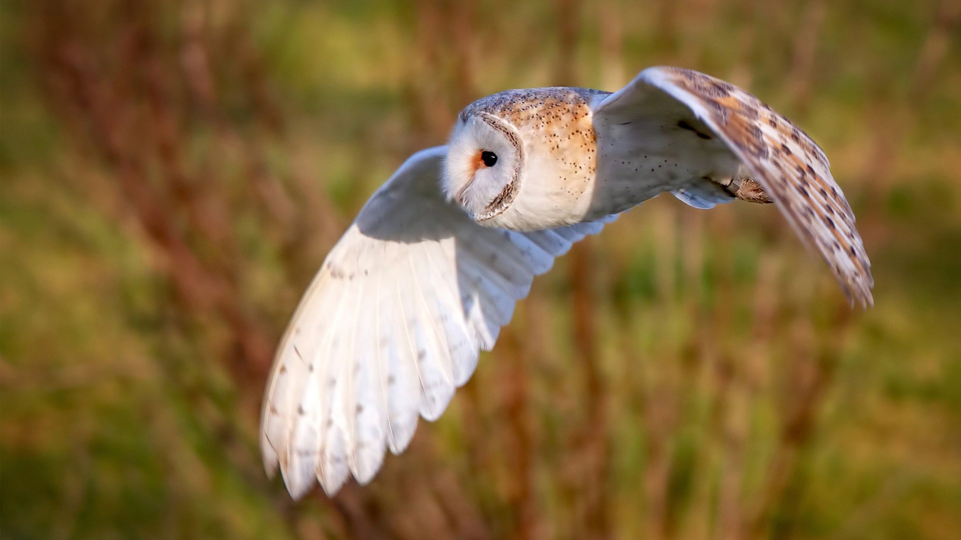 爱游戏官方-上海海港中场球员发挥关键作用，上海海港 主场