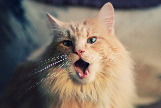 AIYOUXI.COM-逆境中的“英雄豪杰”——不抛弃不放弃的精神,逆境时不放弃