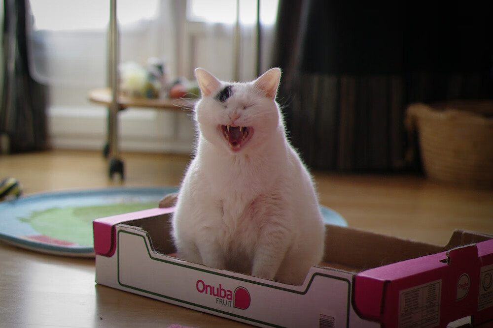 爱游戏体育（AYX）官方APP下载-奥地利国家队士气高涨，力争前进，奥地利国家队名单