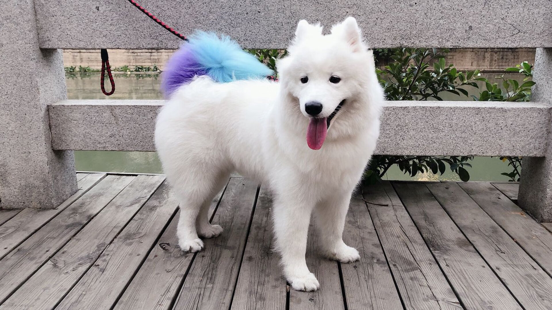 AYX官网-青少年轮滑竞技赛，流动的青春舞台，少年轮滑锦标赛规程