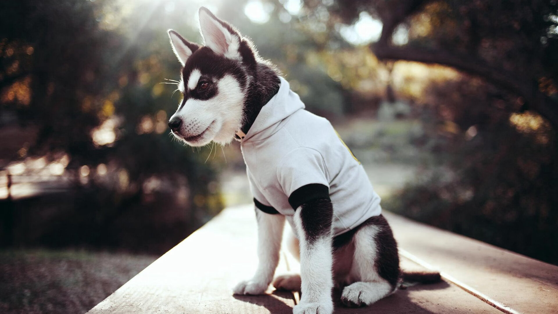 爱游戏体育app-FaZe选手客串LCS解说引热议，fazeclan战队是哪国的