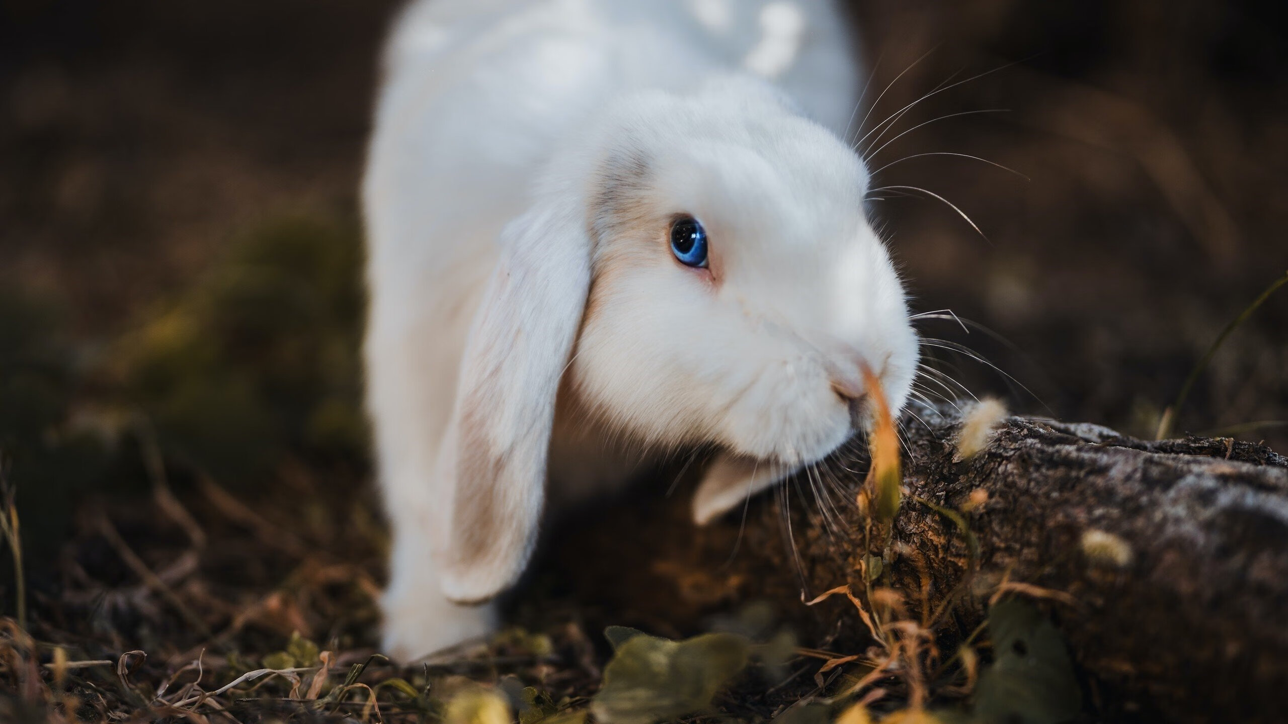 爱游戏体育app-FaZe选手客串LCS解说引热议,fazeclan战队是哪国的