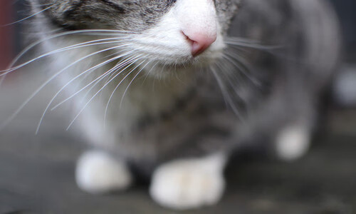 爱游戏在线登录入口-纽波特郡配合趋于默契，艾克斯球场全力冲刺，纽波特郡vs格里姆直播