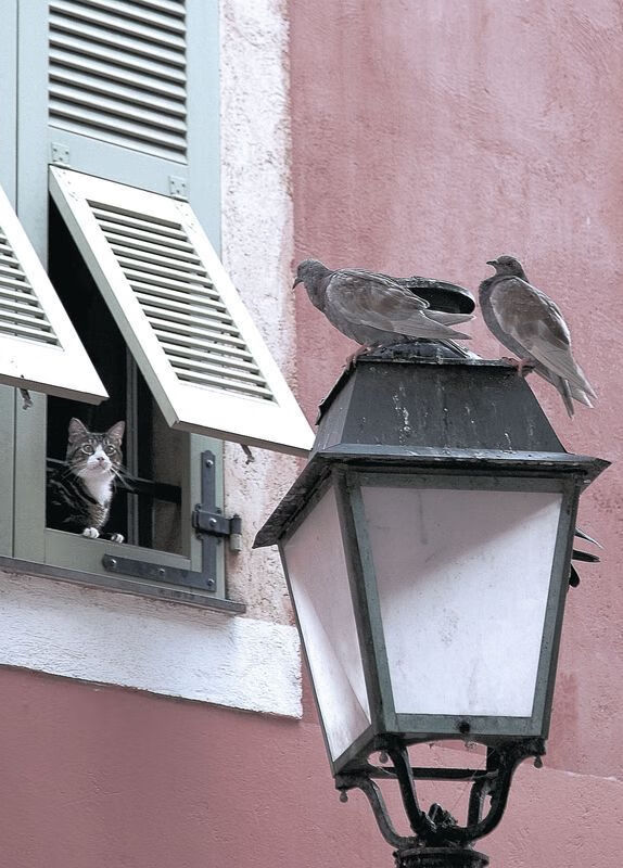 AYX体育-体育新闻中心拓展赛事多语种AI字幕生成技术应用,字幕新闻是什么