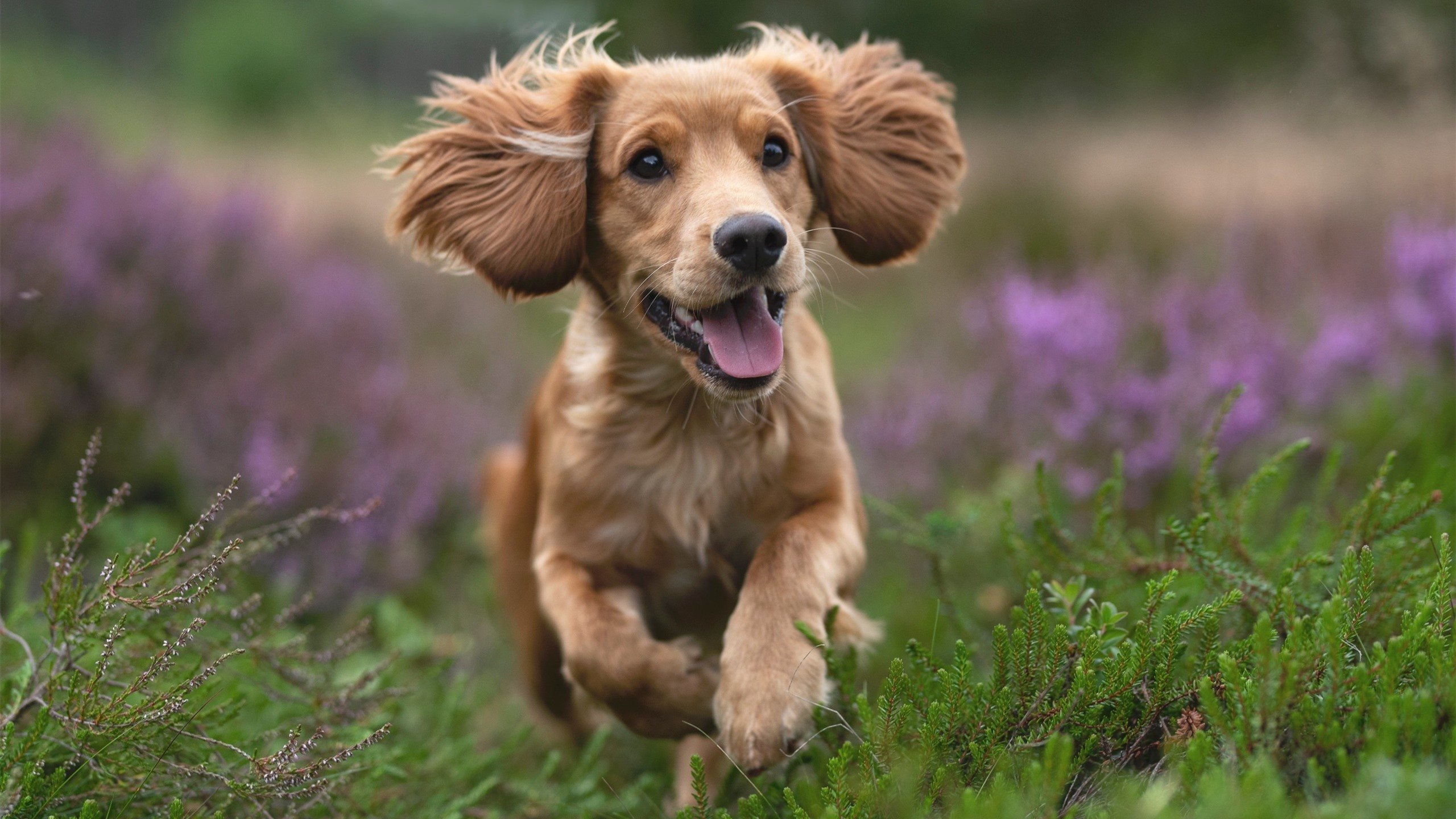 爱游戏综合娱乐-全国跆拳道冠军赛竞技与礼仪并重，全国跆拳道锦标系列赛第二站