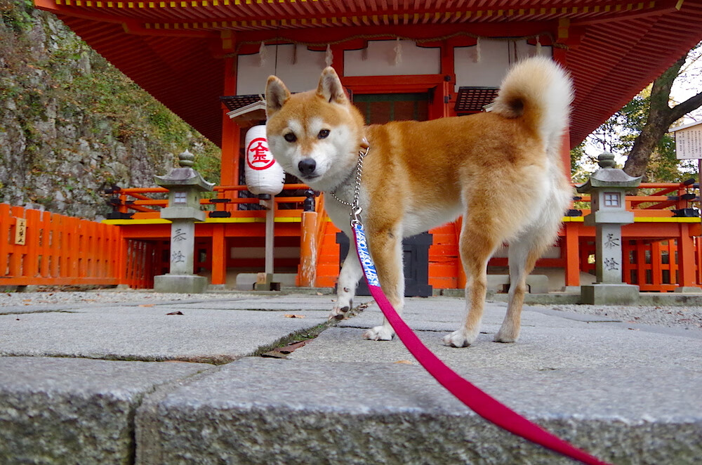 爱游戏综合娱乐-那不勒斯中路突破精准切入得分区域，那不勒斯阵型图