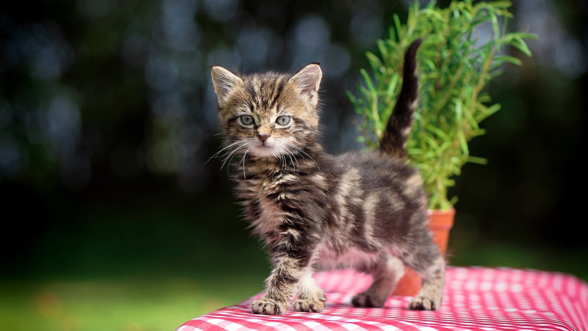 爱游戏电竞官网-校园体育科技节品牌打造路径研究,请问学校科技或体育节的海报写一则简短的宣传语