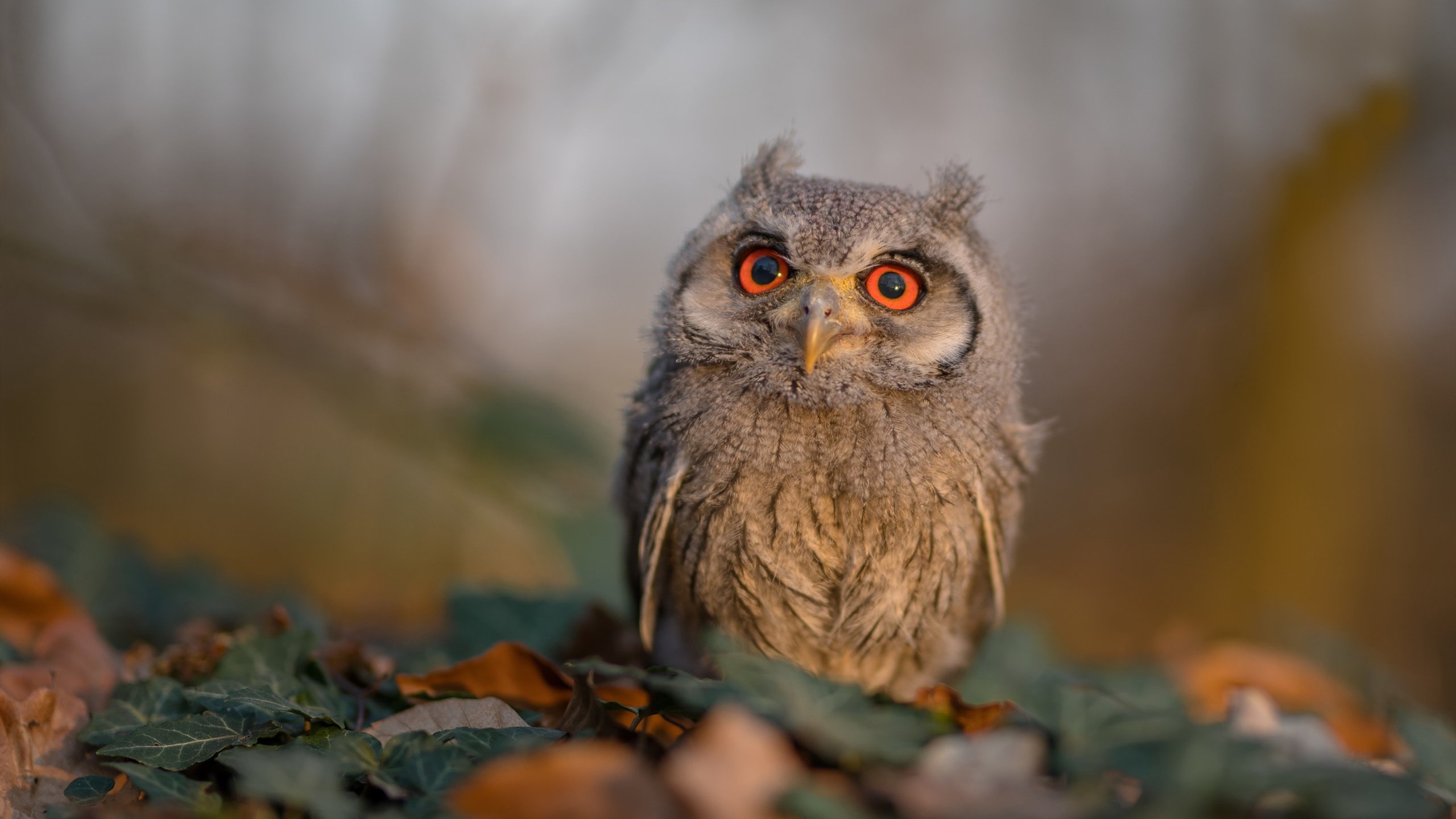 爱游戏体育（AYX）官方APP下载-科特迪瓦男篮在非洲锦标赛中连续夺冠，体育传统再攀新高，科特迪瓦男篮vs中国男篮视频