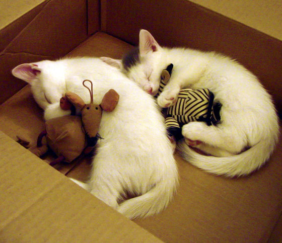 爱游戏综合娱乐-体育新闻中心上线体育内容原创激励平台,体育新闻资讯